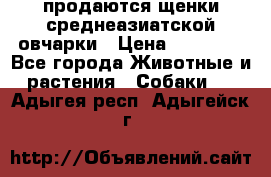 продаются щенки среднеазиатской овчарки › Цена ­ 30 000 - Все города Животные и растения » Собаки   . Адыгея респ.,Адыгейск г.